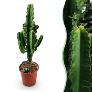 thumbnail_6000-3109.jpg Euphorbia eritrea - Afrikaanse melkboom - Weinig onderhoud - Groen