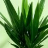 Yucca elephantipes - Yucca - Weinig onderhoud - Groen