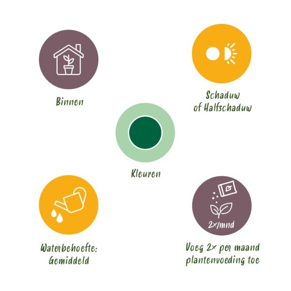 Yucca elephantipes - Yucca - Weinig onderhoud - Groen