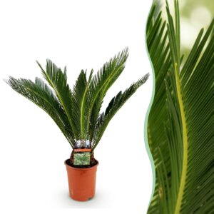 thumbnail_6000-3153.jpg Cycas revoluta - Palmvaren - Weinig onderhoud - Groen