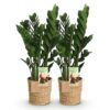 Zamioculcas - ZZ-plant - Weinig onderhoud - met mand - Groen - 2 Planten
