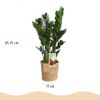 Zamioculcas - ZZ-plant - Weinig onderhoud - met mand - Groen - 2 Planten