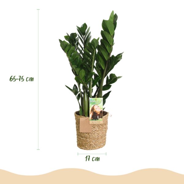 Zamioculcas - ZZ-plant - Weinig onderhoud - met mand - Groen - 2 Planten