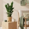 Zamioculcas - ZZ-plant - Weinig onderhoud - met mand - Groen - 2 Planten