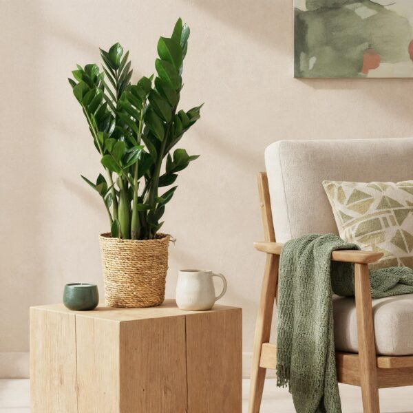 Zamioculcas - ZZ-plant - Weinig onderhoud - met mand - Groen - 2 Planten