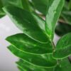 Zamioculcas - ZZ-plant - Weinig onderhoud - met mand - Groen - 2 Planten