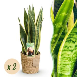 thumbnail_6000-3175.jpg Sanseveria Laurentii - Vrouwentong - Weinig onderhoud - met mand - Groen - 2 Planten