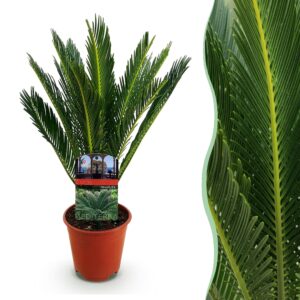 thumbnail_6000-3186.jpg Cycas revoluta - Palmvaren - Weinig onderhoud - Groen
