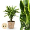 Dracaena fragrans Golden Coast - Drakenbloedboom - Weinig onderhoud - met mand - Groen - 2 Planten