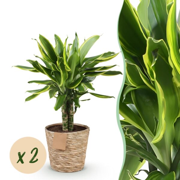 Dracaena fragrans Golden Coast - Drakenbloedboom - Weinig onderhoud - met mand - Groen - 2 Planten