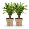Dracaena fragrans Golden Coast - Drakenbloedboom - Weinig onderhoud - met mand - Groen - 2 Planten