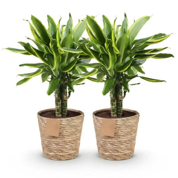Dracaena fragrans Golden Coast - Drakenbloedboom - Weinig onderhoud - met mand - Groen - 2 Planten