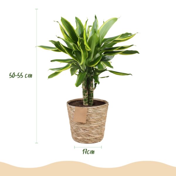 Dracaena fragrans Golden Coast - Drakenbloedboom - Weinig onderhoud - met mand - Groen - 2 Planten