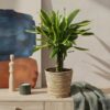 Dracaena fragrans Golden Coast - Drakenbloedboom - Weinig onderhoud - met mand - Groen - 2 Planten