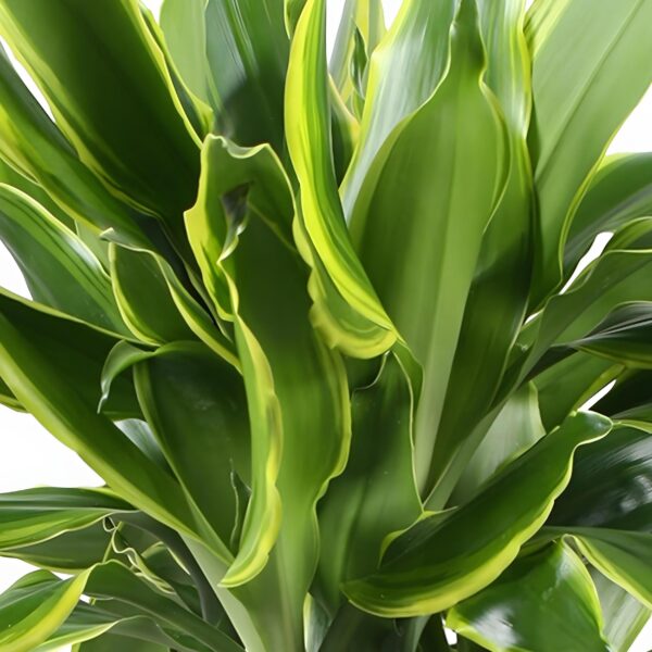 Dracaena fragrans Golden Coast - Drakenbloedboom - Weinig onderhoud - met mand - Groen - 2 Planten