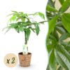 Pachira Aquatica gevlochten stam - Geldboom - Weinig onderhoud - met mand - Groen - 2 Planten