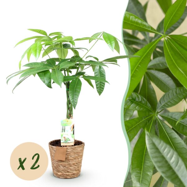 Pachira Aquatica gevlochten stam - Geldboom - Weinig onderhoud - met mand - Groen - 2 Planten