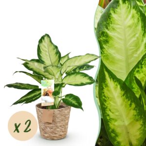 thumbnail_6000-3274.jpg Green is... Diefenbachia Camilla - Dieffenbachia - Weinig onderhoud - met mand - Groen - 2 Planten