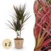 Dracaena Magenta - Drakenbloedboom - Weinig onderhoud - met mand - Groen - 2 Planten