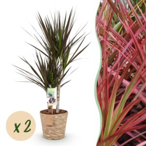 thumbnail_6000-3285.jpg Dracaena Magenta - Drakenbloedboom - Weinig onderhoud - met mand - Groen - 2 Planten