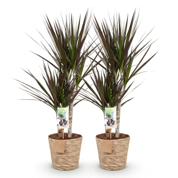 Dracaena Magenta - Drakenbloedboom - Weinig onderhoud - met mand - Groen - 2 Planten