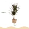 Dracaena Magenta - Drakenbloedboom - Weinig onderhoud - met mand - Groen - 2 Planten