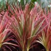 Dracaena Magenta - Drakenbloedboom - Weinig onderhoud - met mand - Groen - 2 Planten