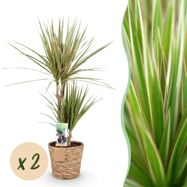 Dracaena Sunray - Drakenbloedboom - Weinig onderhoud - met mand - Groen - 2 Planten