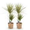 Dracaena Sunray - Drakenbloedboom - Weinig onderhoud - met mand - Groen - 2 Planten