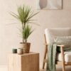 Dracaena Sunray - Drakenbloedboom - Weinig onderhoud - met mand - Groen - 2 Planten