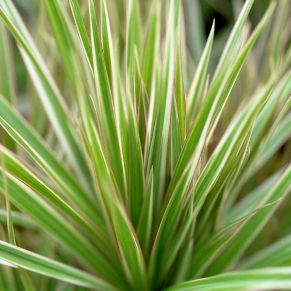 Dracaena Sunray - Drakenbloedboom - Weinig onderhoud - met mand - Groen - 2 Planten