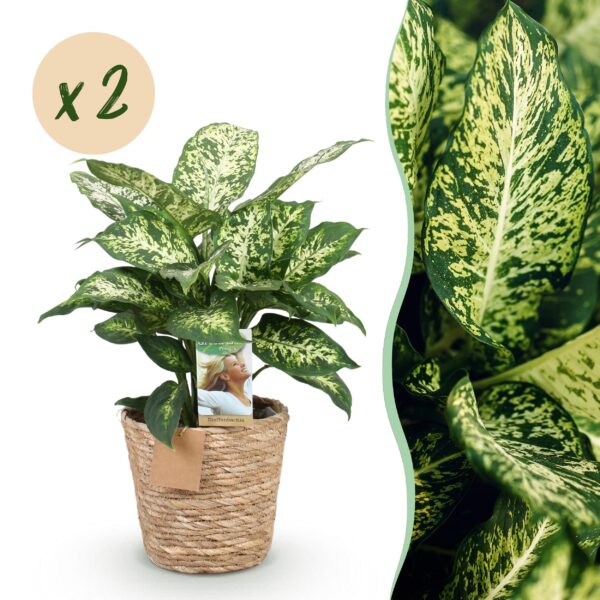 Diefenbachia Compacta - Dieffenbachia - Weinig onderhoud - met mand - Groen - 2 Planten