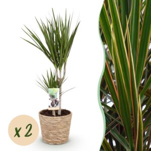 thumbnail_6000-3318.jpg Dracaena Marginata - Drakenbloedboom - Weinig onderhoud - met mand - Groen - 2 Planten