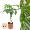 Pachira Aquatica gevlochten stam - Geldboom - Weinig onderhoud - Groen - 2 Planten