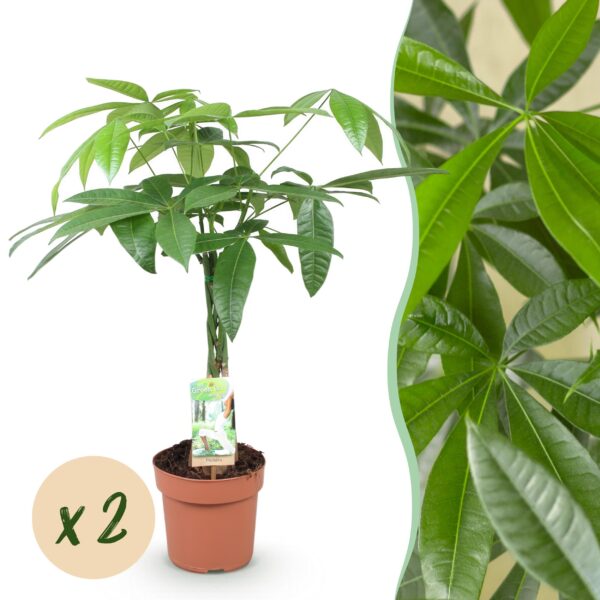 Pachira Aquatica gevlochten stam - Geldboom - Weinig onderhoud - Groen - 2 Planten