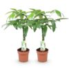 Pachira Aquatica gevlochten stam - Geldboom - Weinig onderhoud - Groen - 2 Planten