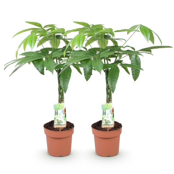 Pachira Aquatica gevlochten stam - Geldboom - Weinig onderhoud - Groen - 2 Planten