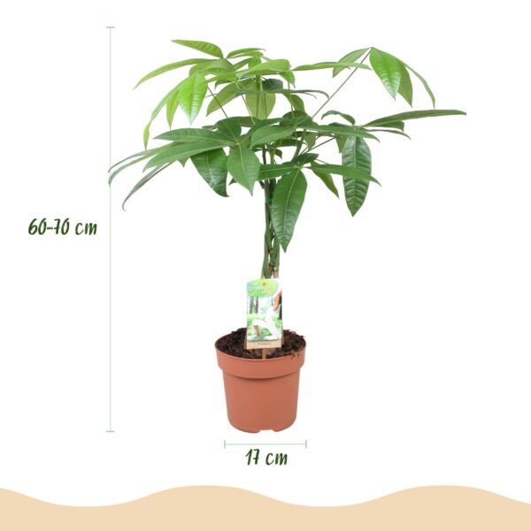 Pachira Aquatica gevlochten stam - Geldboom - Weinig onderhoud - Groen - 2 Planten