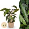 Calathea Rufibarba - Pauwen plant - Weinig onderhoud - met mand - Groen - 2 Planten