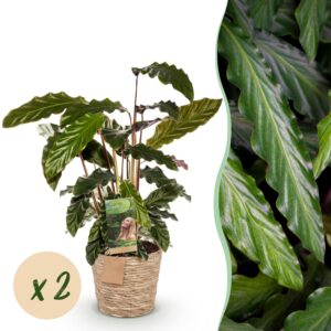 thumbnail_6000-3351.jpg Green is... Calathea Rufibarba - Pauwen plant - Weinig onderhoud - met mand - Groen - 2 Planten