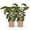 Calathea Rufibarba - Pauwen plant - Weinig onderhoud - met mand - Groen - 2 Planten