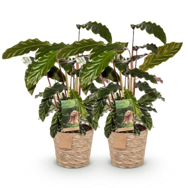 Calathea Rufibarba - Pauwen plant - Weinig onderhoud - met mand - Groen - 2 Planten