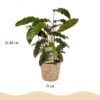 Calathea Rufibarba - Pauwen plant - Weinig onderhoud - met mand - Groen - 2 Planten