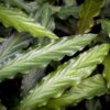 Calathea Rufibarba - Pauwen plant - Weinig onderhoud - met mand - Groen - 2 Planten