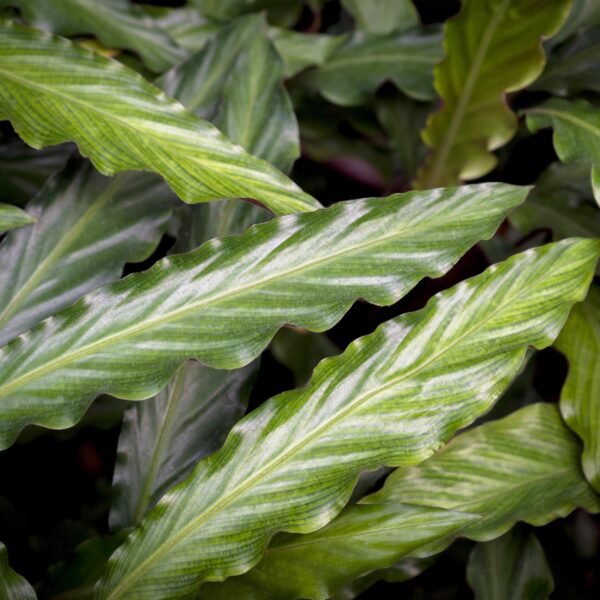 Calathea Rufibarba - Pauwen plant - Weinig onderhoud - met mand - Groen - 2 Planten