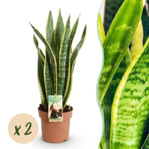 Sanseveria Laurentii - Vrouwentong - Weinig onderhoud - Groen - 2 Planten