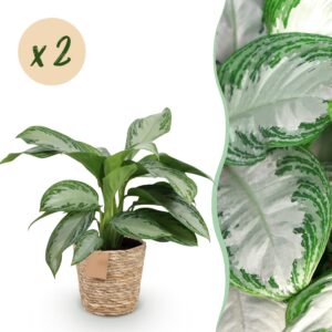 Aglaonema Silver Bay - Zilverblad - Weinig onderhoud - met mand - Groen - 2 Planten