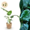 Alocasia Cucullata - Boeddha,s hand - Weinig onderhoud - met mand - Groen - 2 Planten