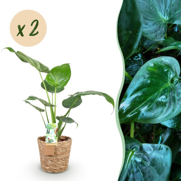Alocasia Cucullata - Boeddha,s hand - Weinig onderhoud - met mand - Groen - 2 Planten