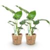 Alocasia Cucullata - Boeddha,s hand - Weinig onderhoud - met mand - Groen - 2 Planten